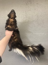 Image 5 of Skunk Soft Mount