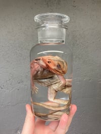 Image 1 of Bearded Dragon