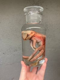 Image 3 of Bearded Dragon