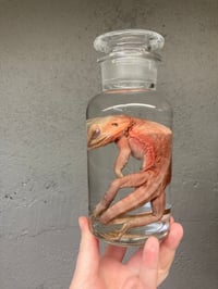 Image 4 of Bearded Dragon