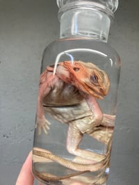 Image 2 of Bearded Dragon