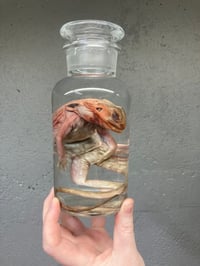 Image 5 of Bearded Dragon