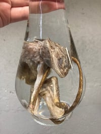 Image 2 of  Bearded Dragon 