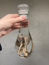 Image 1 of  Bearded Dragon 