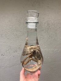 Image 3 of  Bearded Dragon 