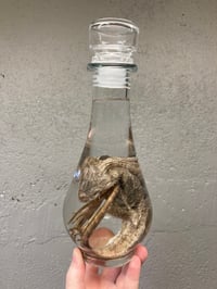 Image 4 of  Bearded Dragon 