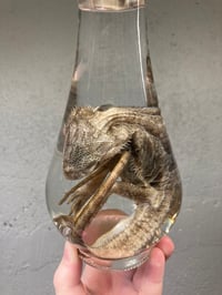 Image 5 of  Bearded Dragon 