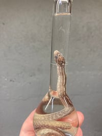 Image 2 of Hatchling Corn Snake