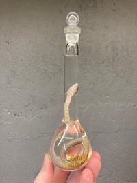 Image 3 of Hatchling Corn Snake