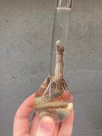 Image 4 of Hatchling Corn Snake