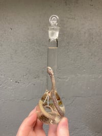 Image 5 of Hatchling Corn Snake