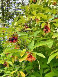 Image 2 of Native Hedgerow Class w/ Frog & Twig