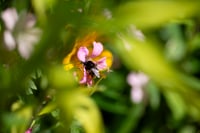 Delicately Delectable