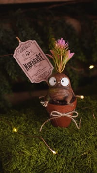 Image 1 of Mandrakes