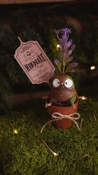 Image 2 of Mandrakes