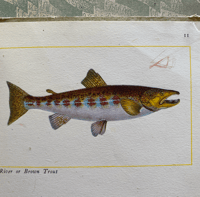 Image 4 of Fishes of Britain's Rivers and Lakes