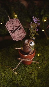 Image 1 of Coffee Mandrakes