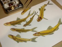 Image 2 of School of Minnows