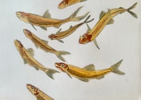 Image 5 of School of Minnows