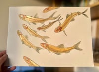 Image 1 of School of Minnows