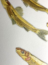 Image 4 of School of Minnows