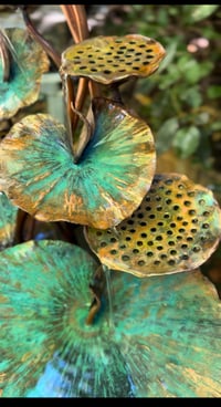 Image 1 of 🍃🌱Sacred Lotus 🌱🍃