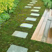 Image 2 of Bryum CaespiticiumBryum Caespiticium Sun Moss/ Live Sidewalk Moss for Bonsai/ Terrariums, Fairy Gard