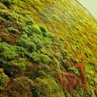 Image 3 of Bryum CaespiticiumBryum Caespiticium Sun Moss/ Live Sidewalk Moss for Bonsai/ Terrariums, Fairy Gard