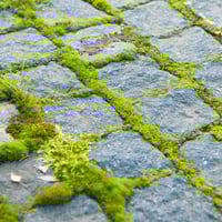 Image 4 of Bryum CaespiticiumBryum Caespiticium Sun Moss/ Live Sidewalk Moss for Bonsai/ Terrariums, Fairy Gard