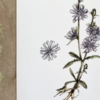 Image 2 of chicory