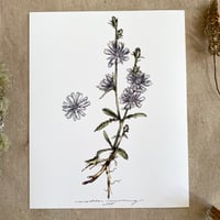 Image 1 of chicory