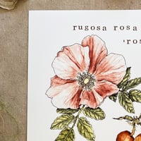Image 2 of rugosa rosa 'rose'