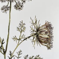 Image 2 of wild carrot