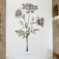 Image 1 of wild carrot