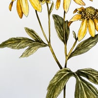 Image 2 of laciniata rudbeckia 'sochan'