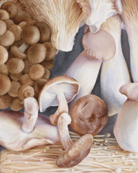 Image 1 of Fungi, A3