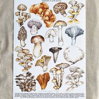 Image 1 of mushrooms of north america