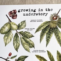 Image 2 of growing in the understory