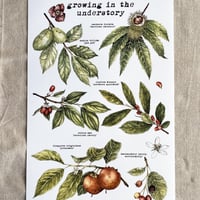 Image 1 of growing in the understory