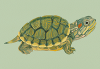 Image 1 of Red Eared Slider, A3