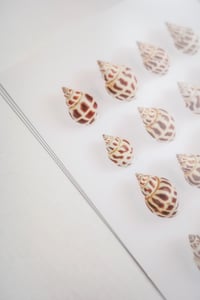 Image 3 of Sea Snail Shells 