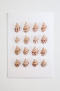 Image 4 of Sea Snail Shells 