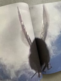 Image 4 of  It's Funny How I Met This Horse by Kateryna Lymar