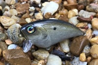 Image 1 of SPEEDBAITS Custom Airbrushed BFS Flatside Wakebait 859