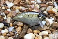 Image 3 of SPEEDBAITS Custom Airbrushed BFS Flatside Wakebait 859