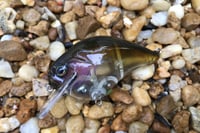 Image 2 of Custom Airbrushed S-CRANK 1.5 Squarebill Crankbait 1072