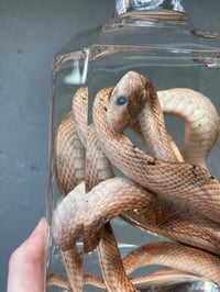 Image 2 of Corn Snake