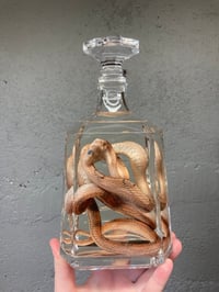 Image 1 of Corn Snake