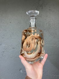 Image 4 of Corn Snake