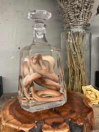 Image 3 of Corn Snake